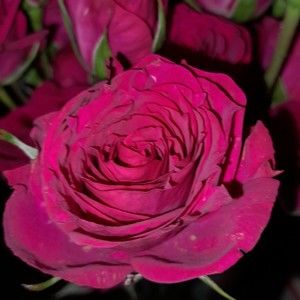 Meet your Posher, Rose